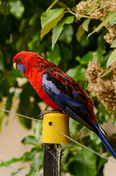 Kallista Dandenong Ranges Victoria Austrálie Ledna2014 Krmení Papoušků Lese Kallista — Stock fotografie