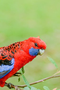 Kallista Dandenong Dağları. Victoria, Avustralya. 3 Ocak 2014. Kallista Dandenong Dağları 'ndaki ormandaki papağanları beslemek. 
