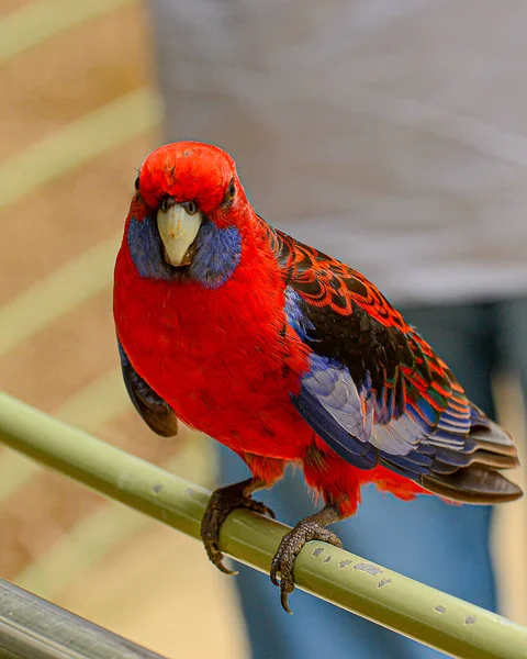 Kallista Dandenong Ranges Victoria Australia January 2014 Feeding Parrots Forest — Stock Photo, Image