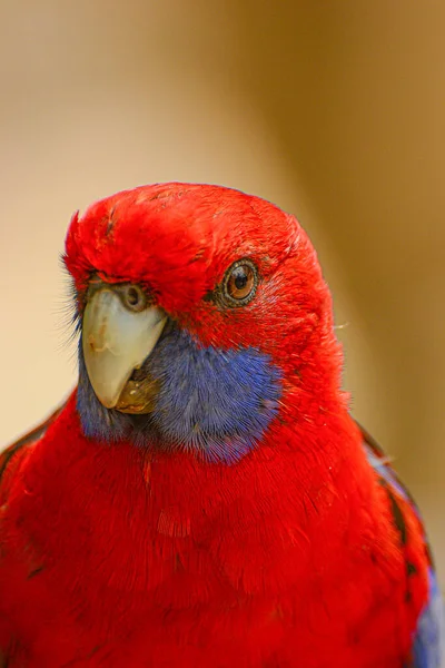 Kallista Dandenong Ranges Victoria Austrália Janeiro 2014 Alimentando Papagaios Floresta — Fotografia de Stock