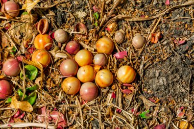 Yerdeki çöplerden arkaplan ve bir paintball maçından toplar. 