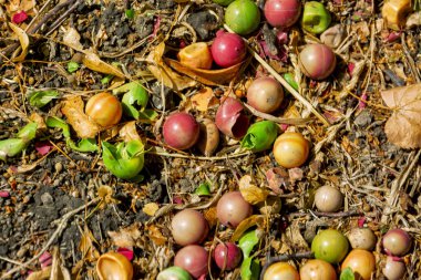 Yerdeki çöplerden arkaplan ve bir paintball maçından toplar. 