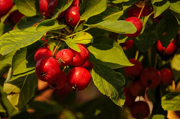 Abundant Harvest Red Ranetki — Stock Photo, Image