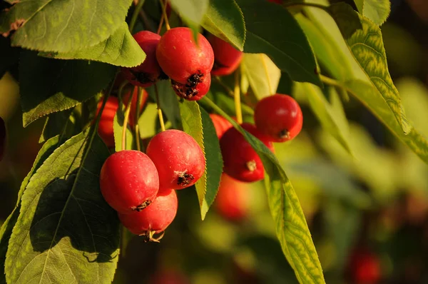 Abundant Harvest Red Ranetki — Stock Photo, Image