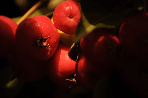 赤いラネツキの豊富な収穫 — ストック写真