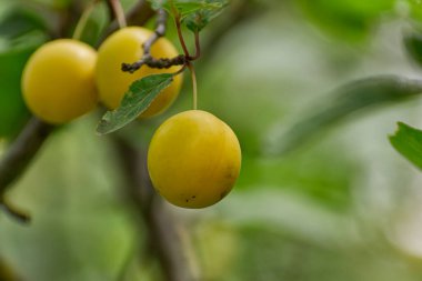 Dallarda sarı olgun kiraz eriği. 