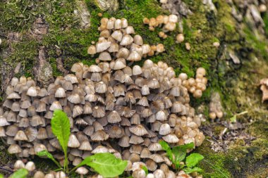 Dağıtılmış gübre böceği, Psatirella ailesinin bir mantarı, daha önce gübre ailesine aitti. Çok az posa içeren kapakların küçük boyutundan dolayı yenilemez..