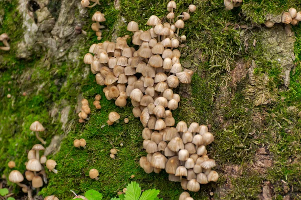 撒满粪便的甲虫 是Psatirella家族的蘑菇 以前属于粪便家族 由于纸浆很少 瓶盖的尺寸小 因此不适用 — 图库照片