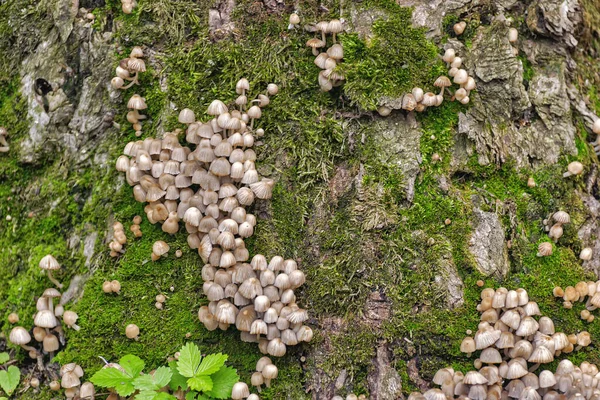 撒满粪便的甲虫 是Psatirella家族的蘑菇 以前属于粪便家族 由于纸浆很少 瓶盖的尺寸小 因此不适用 — 图库照片