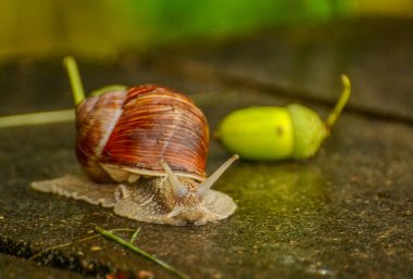Büyük salyangozlar nehirden ormana giden yolda beton bir engeli aşıyorlar. Zhdanovichi, Belarus Cumhuriyeti. 8 Ağustos 2019. 