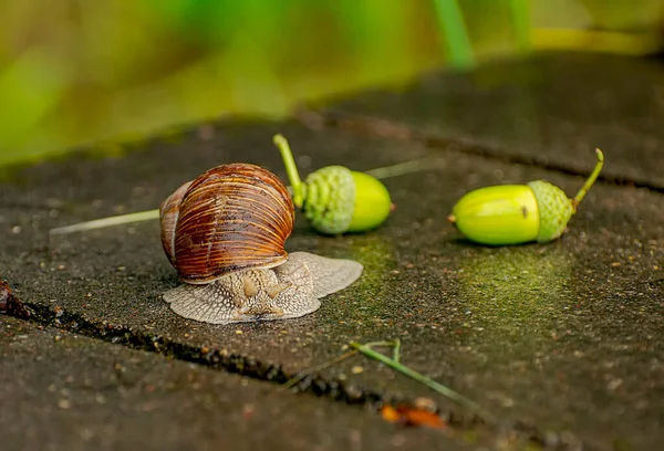 Grands Escargots Traversant Obstacle Béton Sur Chemin Rivière Forêt Zhdanovichi — Photo