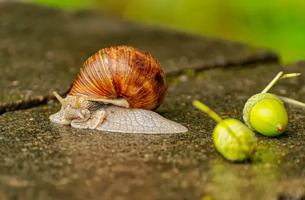 Grandes Caracoles Cruzando Obstáculo Concreto Camino Desde Río Hasta Bosque —  Fotos de Stock