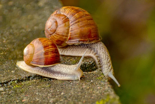 Grandes Caracoles Cruzando Obstáculo Concreto Camino Desde Río Hasta Bosque —  Fotos de Stock