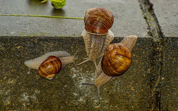 Large Snails Crossing Concrete Obstacle Way River Forest Zhdanovichi Republic — Stock Photo, Image