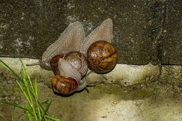 Grandes Caracoles Cruzando Obstáculo Concreto Camino Desde Río Hasta Bosque —  Fotos de Stock