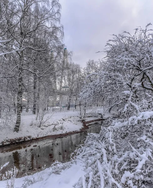 Rybatskoe 圣彼得堡 俄罗斯 2019年12月2日 夜场大雪后的城市公园 — 图库照片