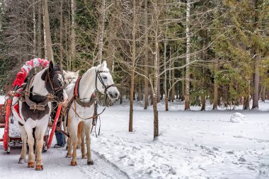 Sadovaya Caddesi; Pavlovsk; Pushkinsky Bölgesi; St. Petersburg; Rusya; 3 Ocak 2019. Pavlovsk şehrinin kış manzarası var. St. Petersburg. 