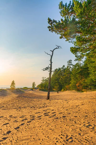 Finska Viken Komarovo Leningradregionen Ryssland September 2020 Solnedgång Vid Finska — Stockfoto