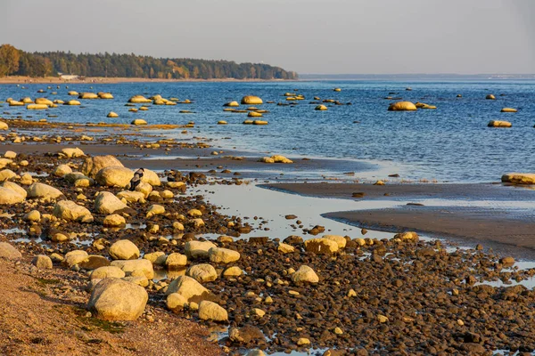 Zatoka Fińska Komarowo Leningradzki Region Rosja Września 2020 Zachód Słońca — Zdjęcie stockowe