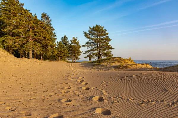 Finska Viken Komarovo Leningradregionen Ryssland September 2020 Solnedgång Vid Finska — Stockfoto