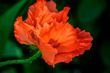 Çiçek tarlasında güzel kırmızı haşhaş. gelincik; 