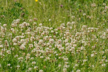 Beyaz yoncalardan yapılmış çiçek arkaplanı. 