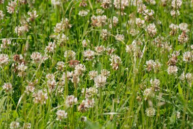 Beyaz yoncalardan yapılmış çiçek arkaplanı. 