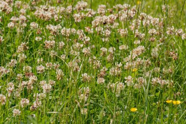 Beyaz yoncalardan yapılmış çiçek arkaplanı.