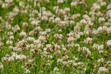 Beyazdan yapılmış çiçek arkaplanı 