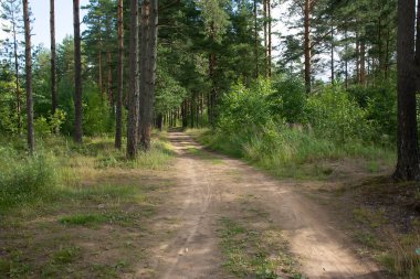 Çam ormanlarında yol boyunca yürü. 
