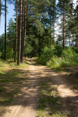Çam ormanlarında yol boyunca yürü. 