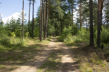 Çam ormanlarında yol boyunca yürü. 