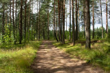 Çam ormanlarında yol boyunca yürü. 