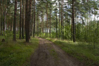 Çam ormanlarında yol boyunca yürü. 