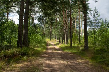 Çam ormanlarında yol boyunca yürü. 