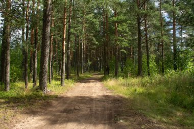 Çam ormanlarında yol boyunca yürü. 