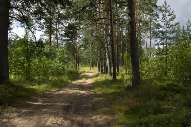 Çam ormanlarında yol boyunca yürü. 