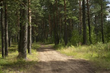 Çam ormanlarında yol boyunca yürü. 
