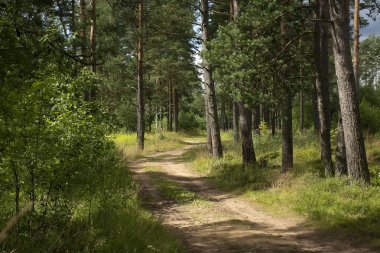 Çam ormanlarında yol boyunca yürü. 