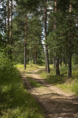 Çam ormanlarında yol boyunca yürü. 