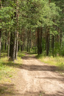 Çam ormanlarında yol boyunca yürü. 