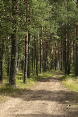 Çam ormanlarında yol boyunca yürü. 