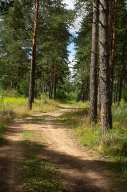 Çam ormanlarında yol boyunca yürü. 