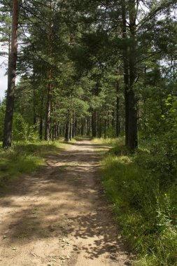 Çam ormanlarında yol boyunca yürü. 