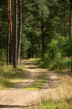 Çam ormanlarında yol boyunca yürü. 