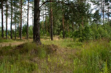 Çam ormanlarında yol boyunca yürü. 
