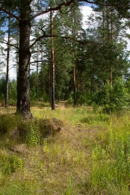 Çam ormanlarında yol boyunca yürü. 