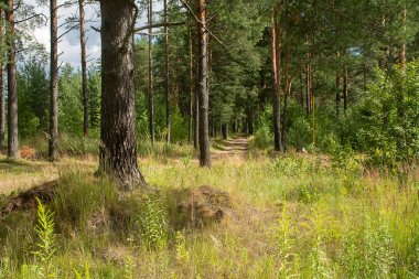 Çam ormanlarında yol boyunca yürü. 