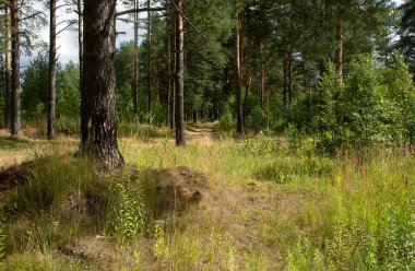 Çam ormanlarında yol boyunca yürü. 