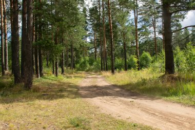 Çam ormanlarında yol boyunca yürü. 